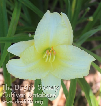Daylily Town of Cary